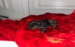 Dachshund dogs for sale: Dachshund  puppies  - Advert 15