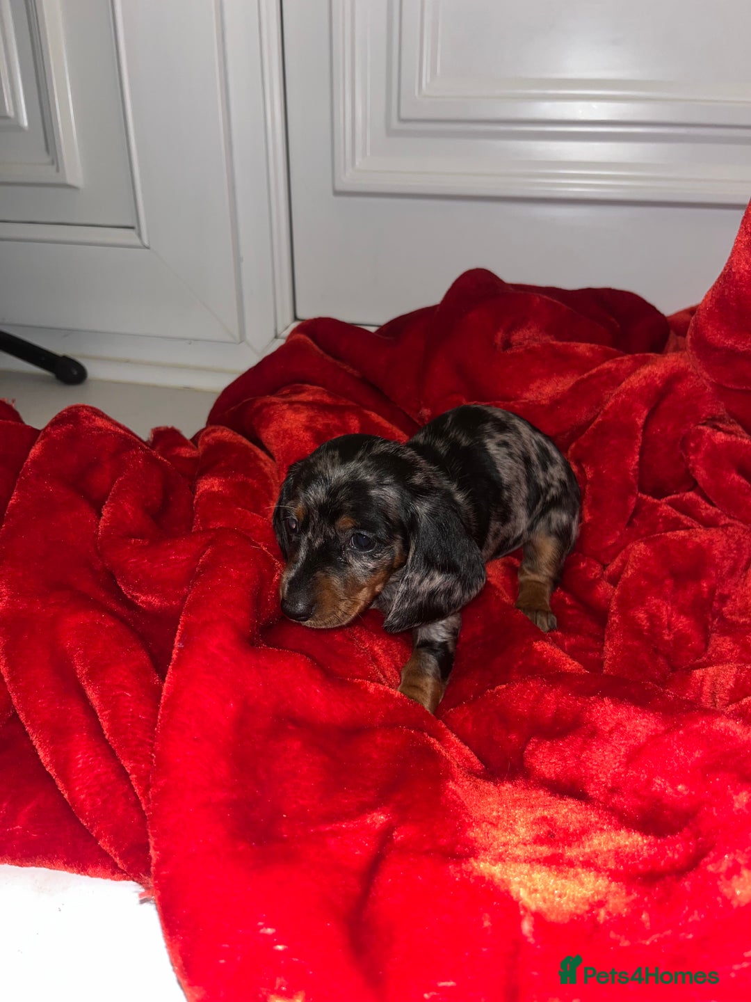 Dachshund dogs for sale: Dachshund  puppies  - Advert 15