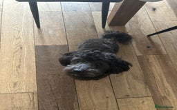Maltipoo dogs for sale: Black male maltipoo for rehoming  - Image 7