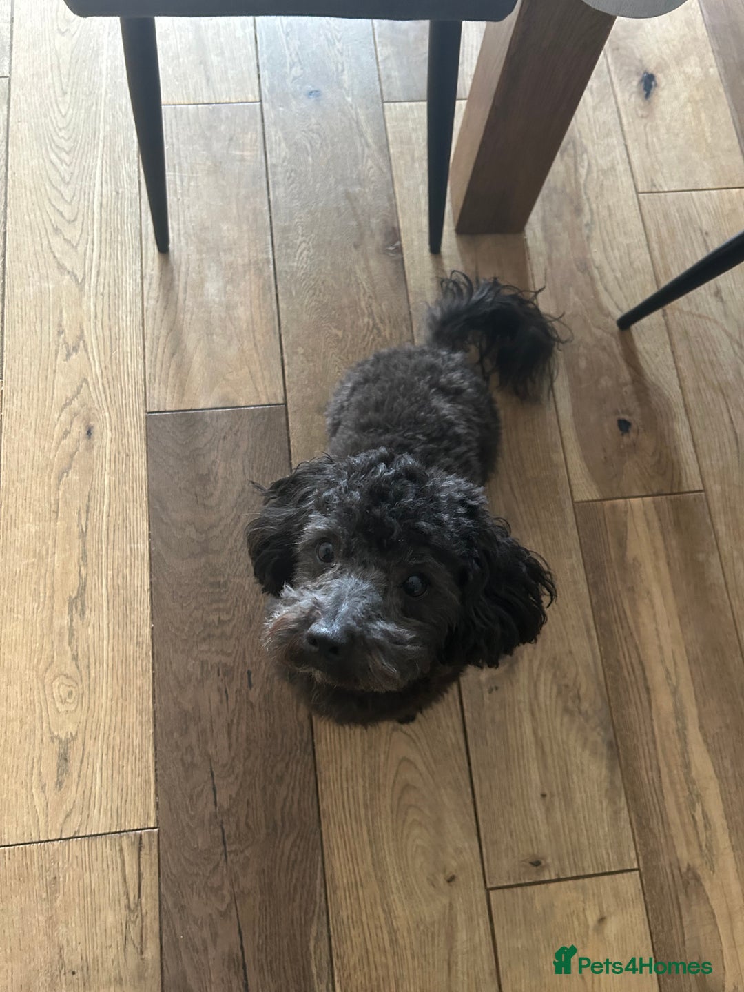 Maltipoo dogs for sale: Black male maltipoo for rehoming  - Image 7