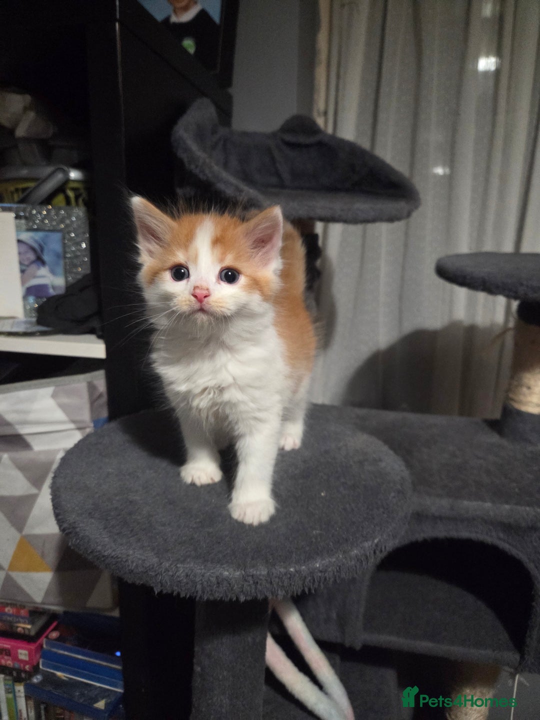 Mixed Breed cats for sale: 3 Gorgeous Male Kittens Looking for Forever Homes - Advert 15