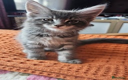 Maine Coon cats for sale: LARGE BREED Maine Coon cross  - Image 31