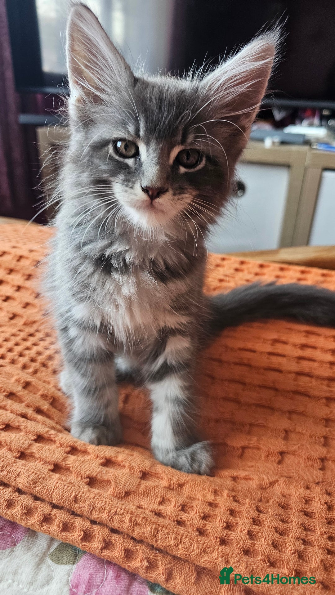 Maine Coon cats for sale: LARGE BREED Maine Coon cross  - Image 31