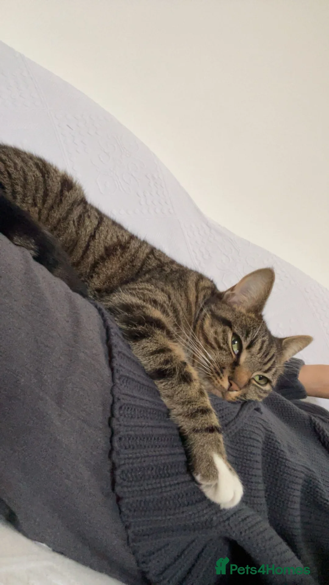 Domestic Shorthair cats for sale: Loving calm Tabby cat - Advert 2