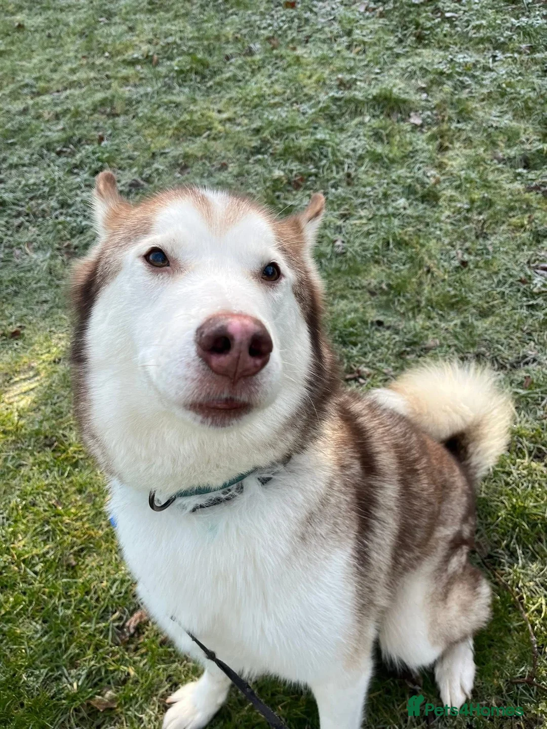 Mixed Breed dogs for sale: Oden  - Advert 1