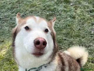 Mixed Breed dogs Oden - Advert 1