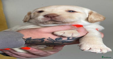 Labrador Retriever dogs - Advert 4