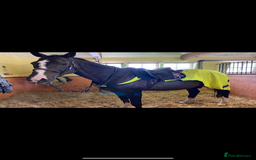 Irish Thoroughbred horses for sale: 16H TB Mare ex Racer excellent manners 16 years  - Image 2