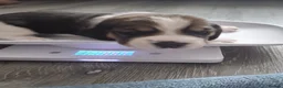 Beagle dogs for sale: Beautiful beagle puppies  - Advert 25