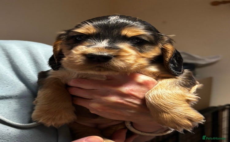Cocker Spaniel dogs - Advert 1