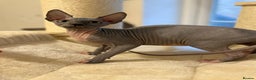 Sphynx cats for sale:  Boy Blue Bicolour - Advert 7