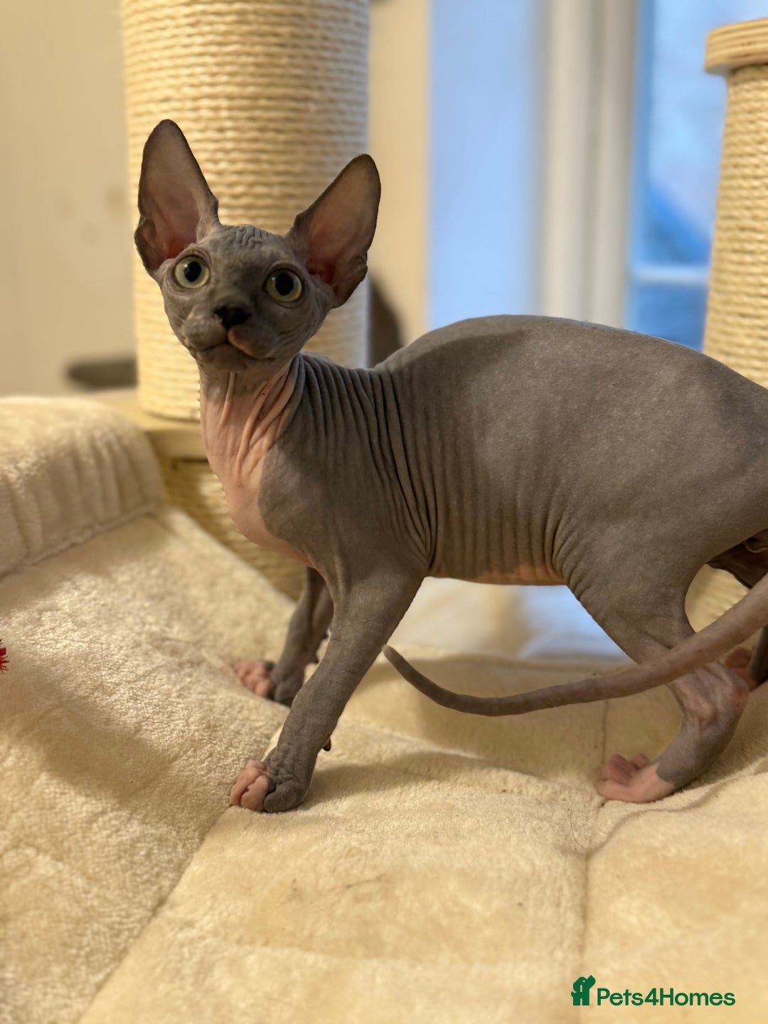 Sphynx cats for sale:  Boy Blue Bicolour - Advert 7