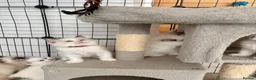 Ragdoll cats for sale: Beautiful ragdoll kittens  - Advert 11