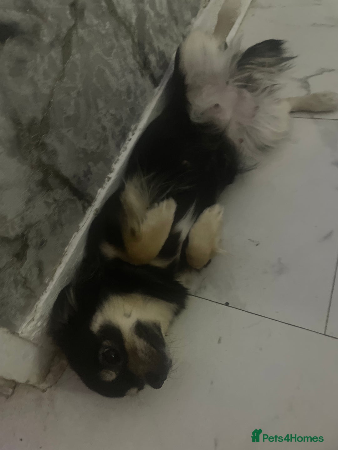 Chihuahua dogs for sale: Chihuahua puppy  - Advert 2