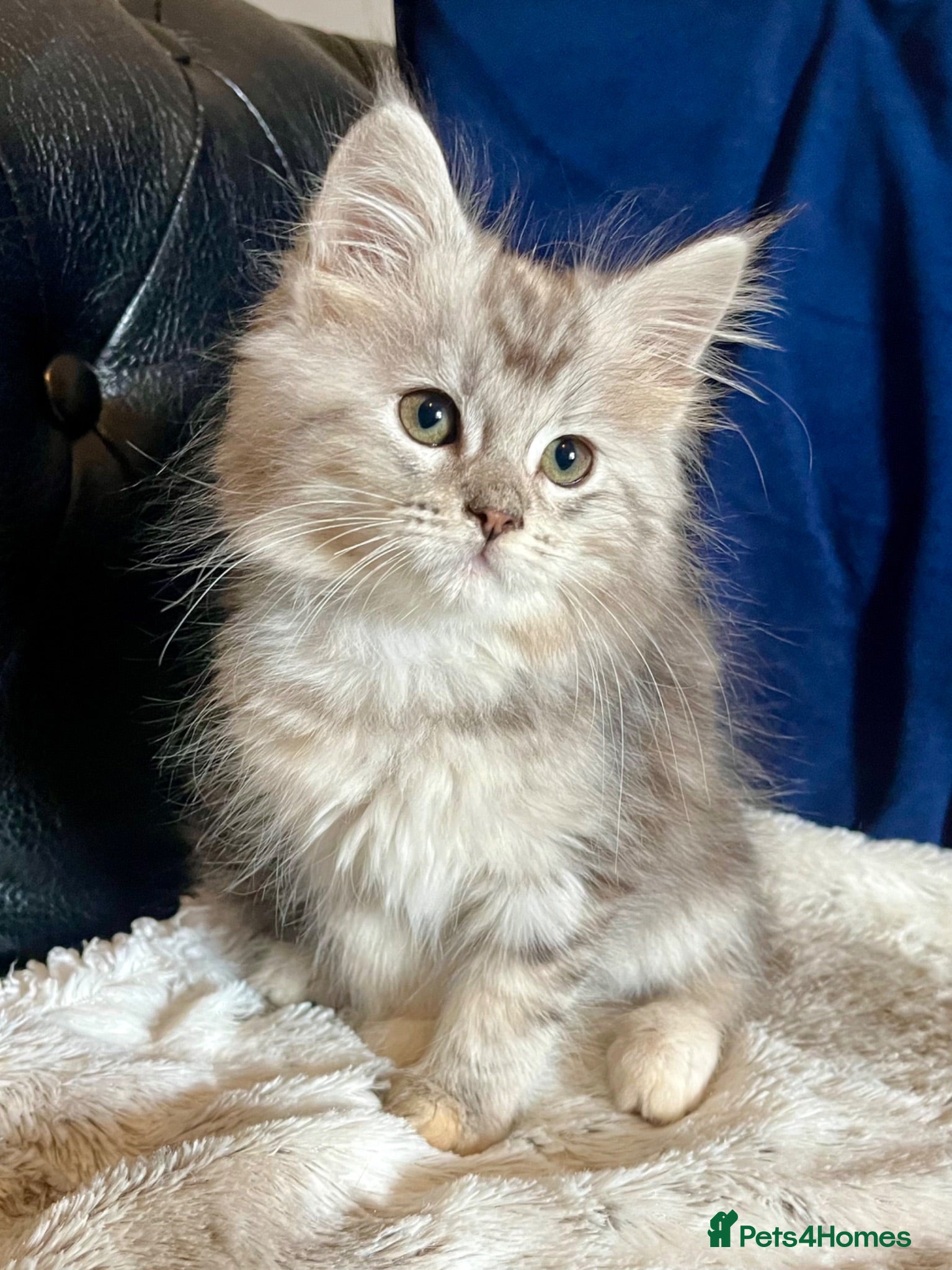 Maine Coon cats Pure Maine Coon Kittens - Advert 2