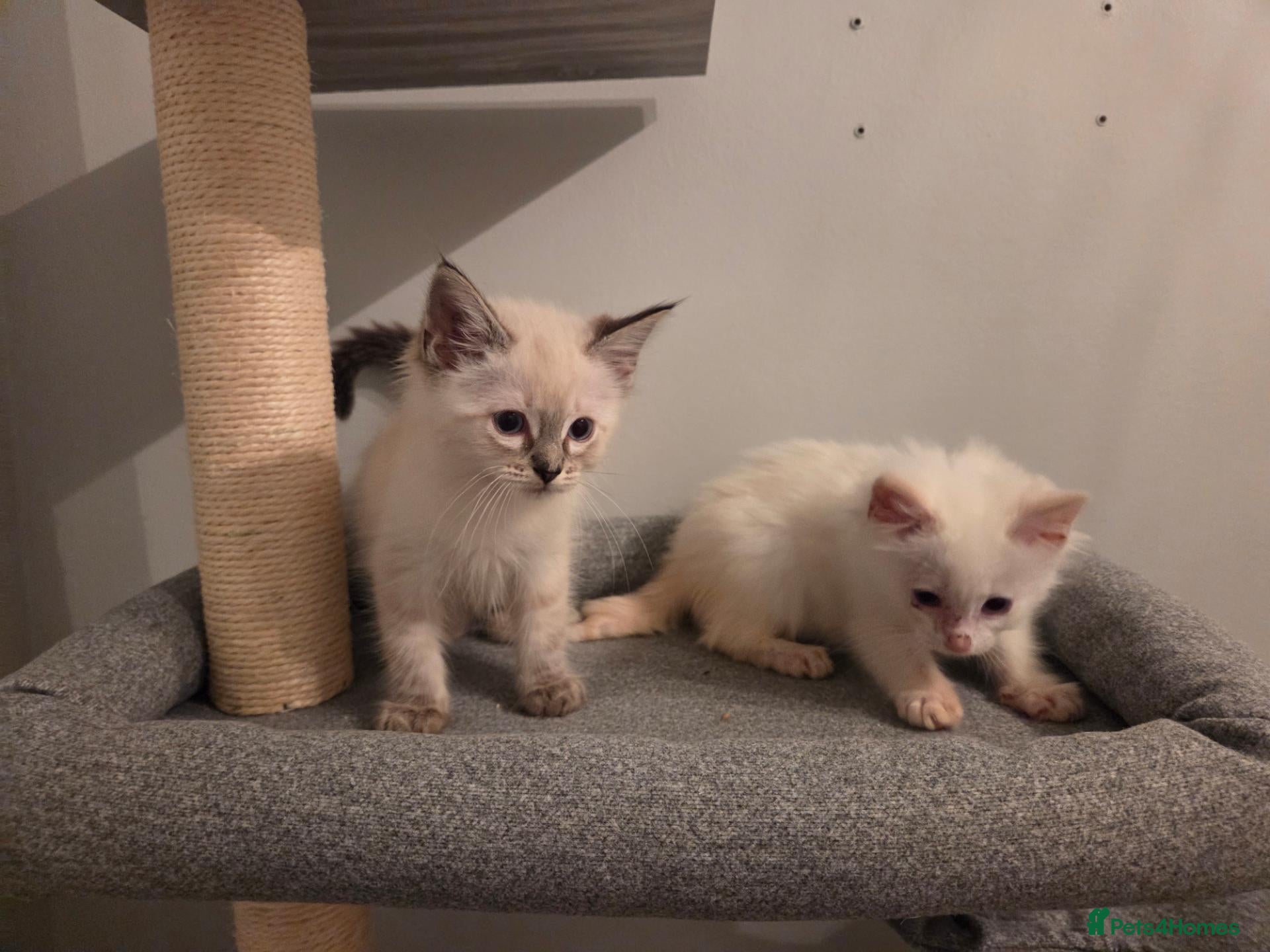 Ragdoll cats ​GCCF Ragdoll Kittens - Pet  - Advert 2