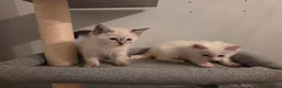 Ragdoll cats for sale: GCCF Ragdoll Kittens - Ready Now (Pet or Active) - Advert 12