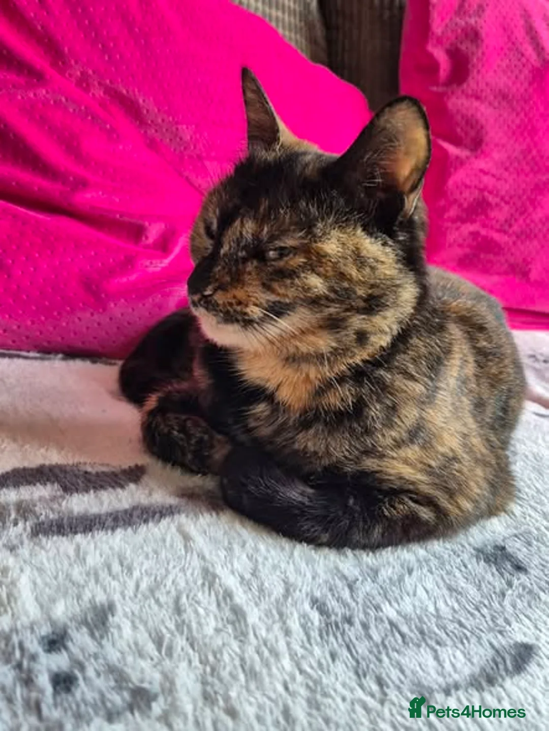 Mixed Breed cats for adoption: Mars for adoption - Advert 5