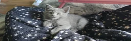 Persian cats for sale: 3 beautiful kittens ready now  - Advert 3