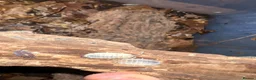 Frog reptiles for sale: Snow White Isopods (Porcellio Laevis) - Advert 4