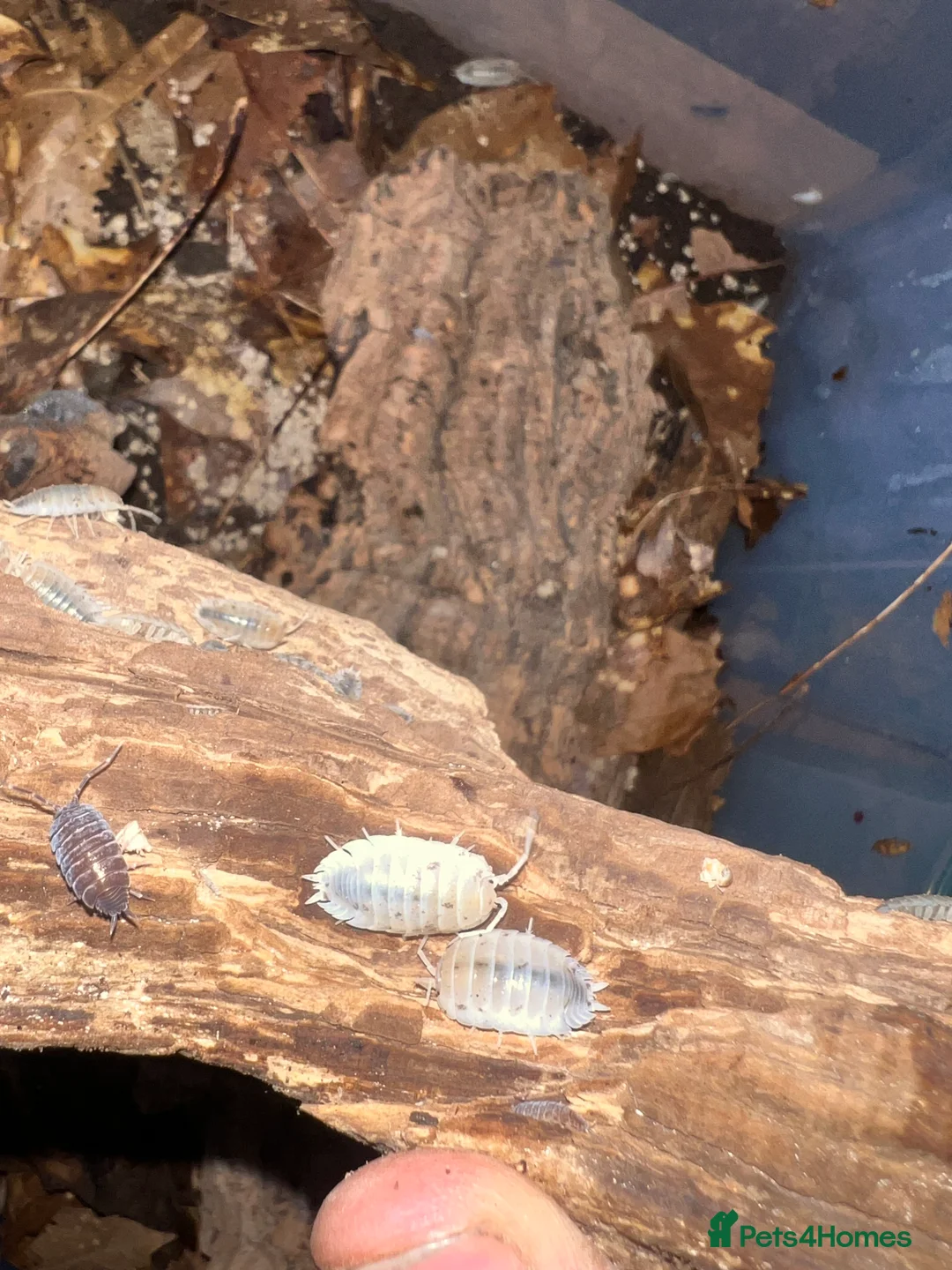 Frog reptiles for sale: Snow White Isopods (Porcellio Laevis) - Advert 4