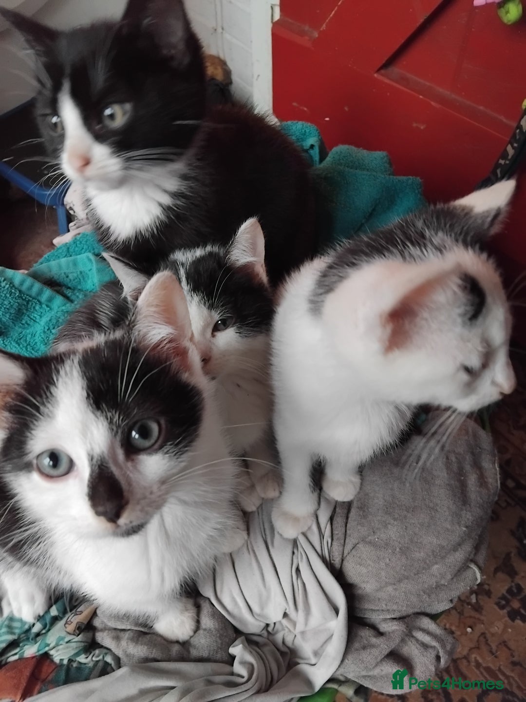 Mixed Breed cats for sale: Black and white kittens  - Advert 2