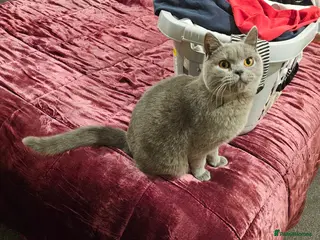 British Shorthair cats Grey British shorthair Female - Advert 1