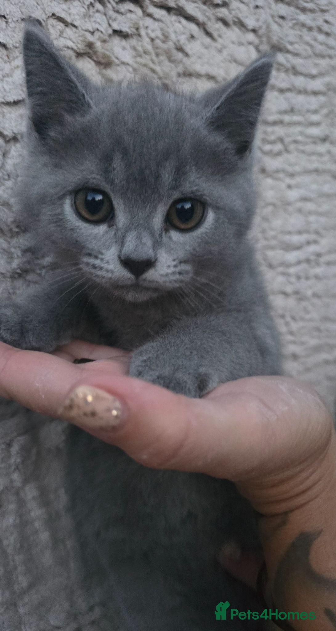 British Shorthair cats British short hair x ragdoll - Advert 3