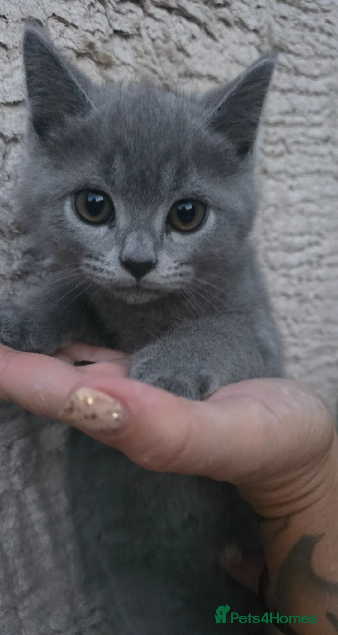 British Shorthair cats for sale: British short hair x ragdoll - Advert 1