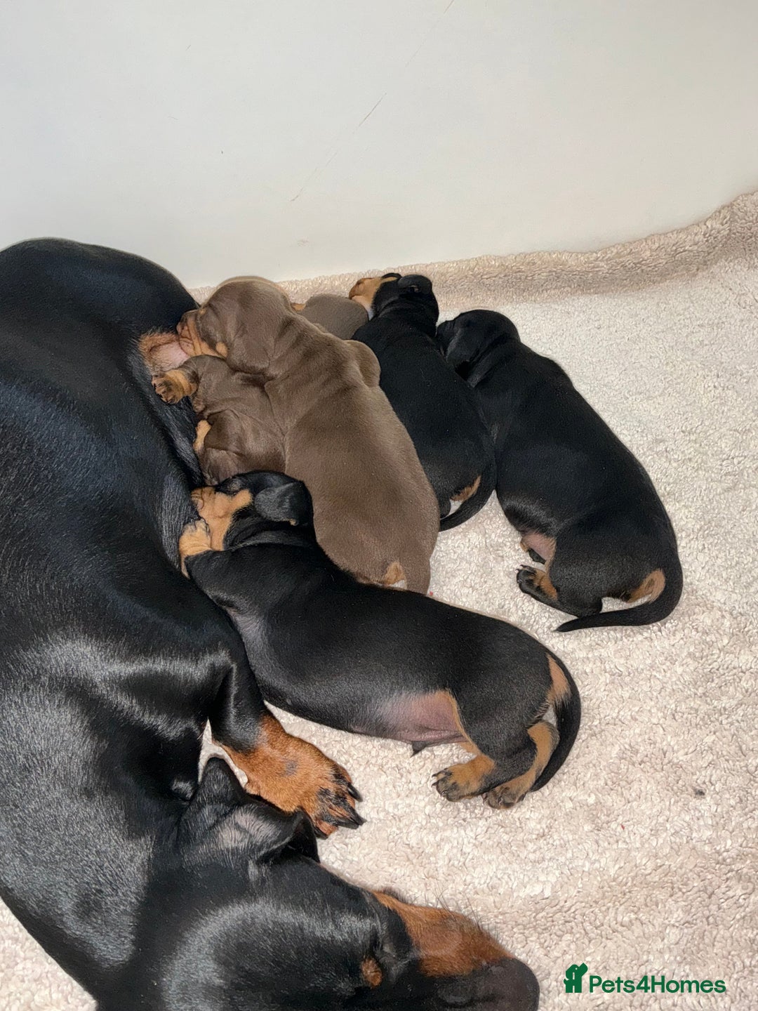 Miniature Dachshund dogs for sale: Nature smooth hair dash shows - Advert 4