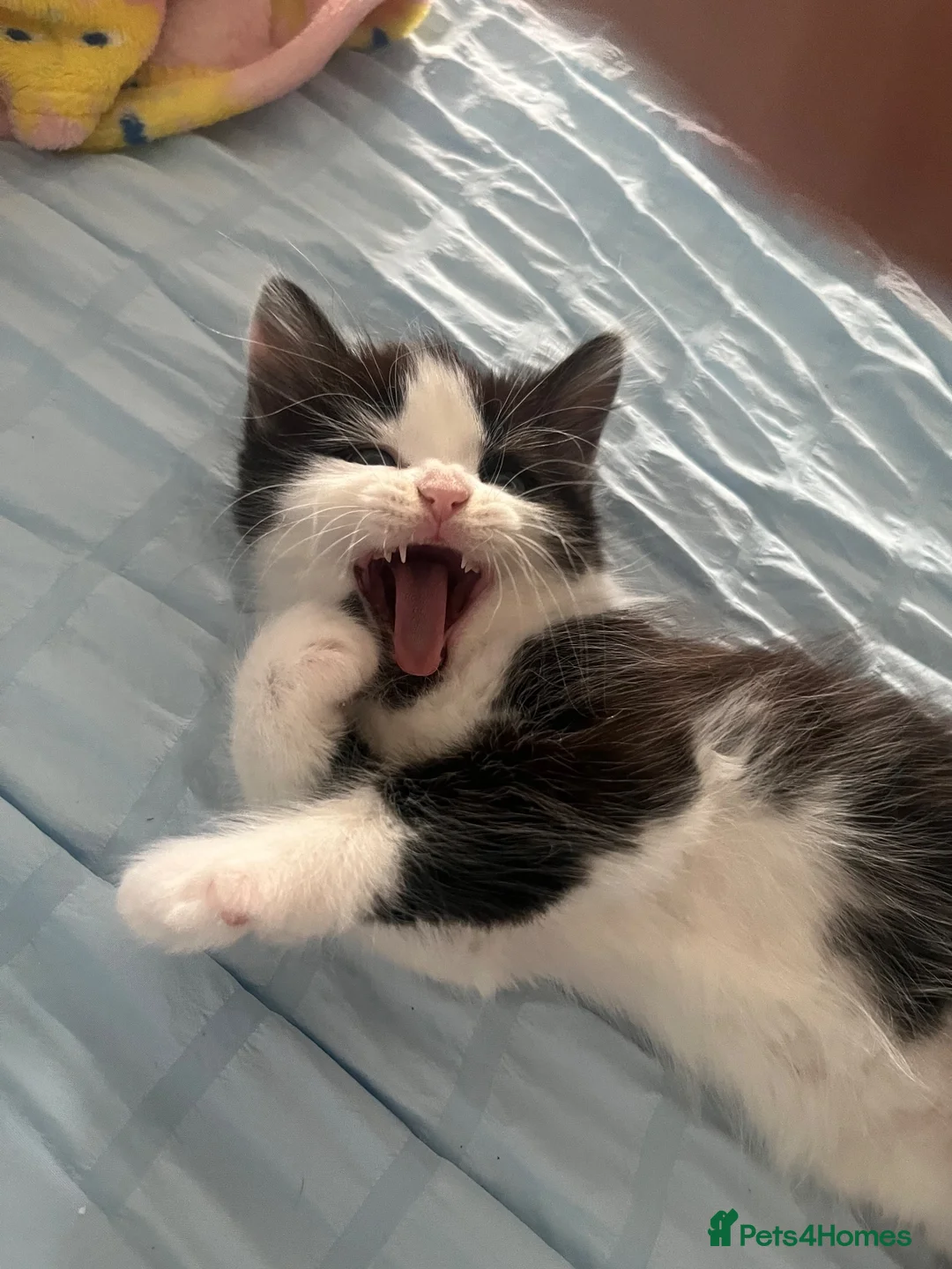 British Shorthair cats for sale: 2 beautiful British shorthair kittens for sale in Welwyn Garden City - Advert 2