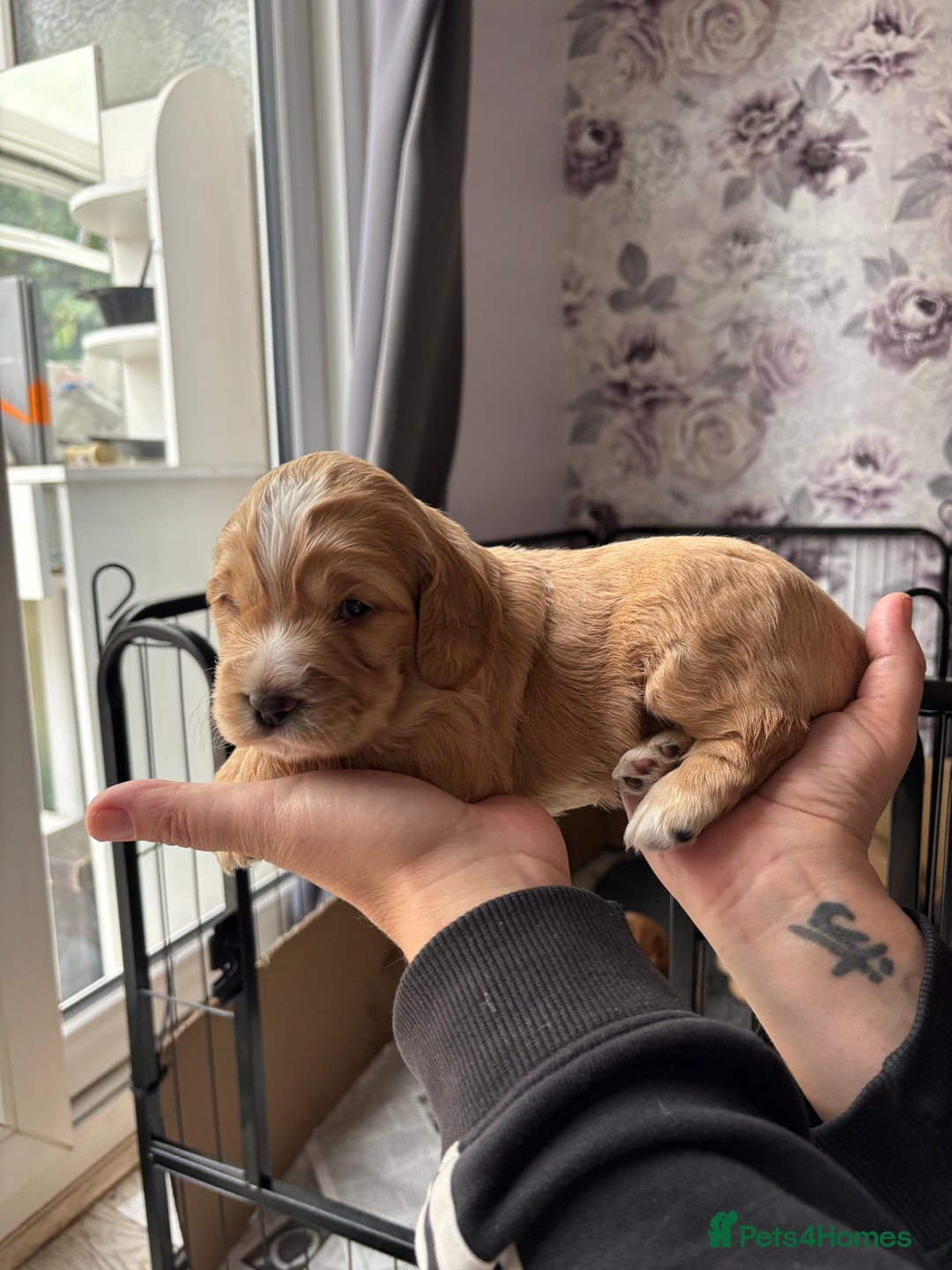 Cocker Spaniel dogs for sale: Working cocker spaniel puppies - Image 2