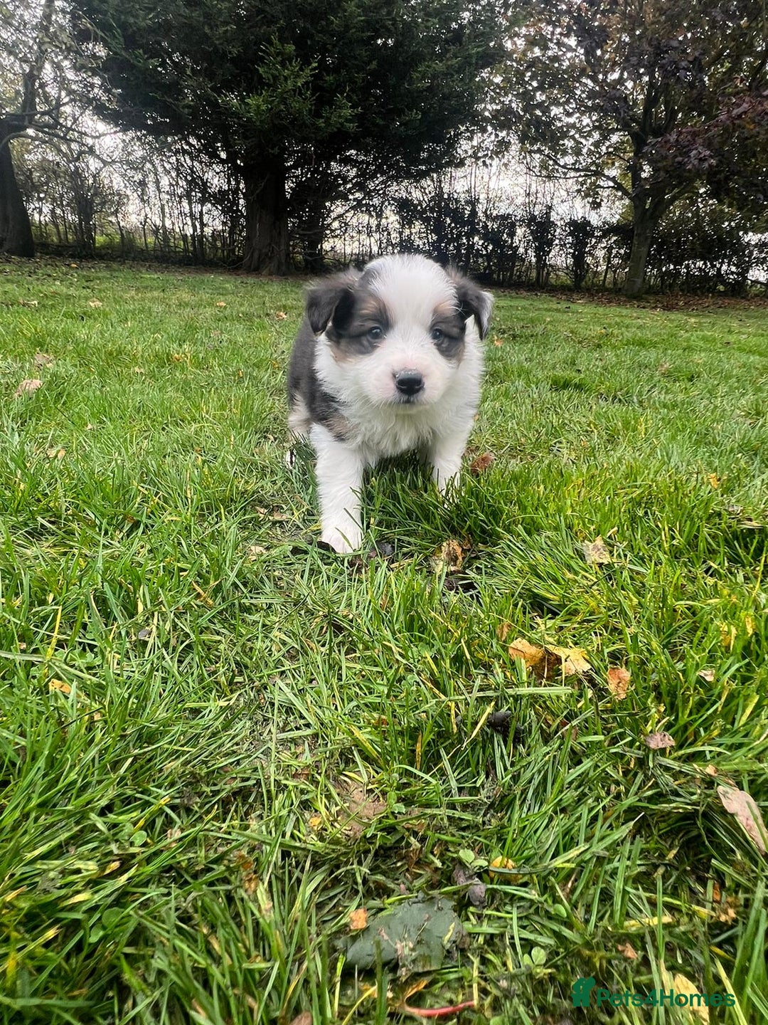 Border Collie dogs for sale: Pure Bred Border Collie Puppies For Sale - Image 8
