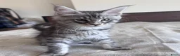 Maine Coon cats for sale: Maine Coon active kittens - Advert 15