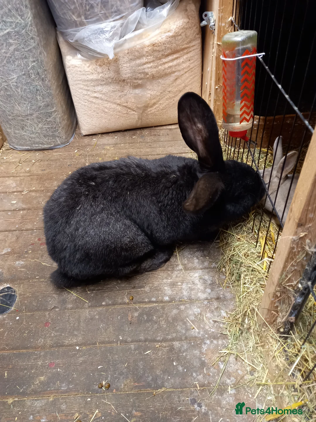 Continental Giant rabbits for sale: Continental giant  - Advert 4