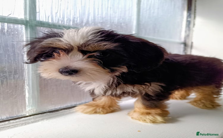 Yorkiepoo dogs - Advert 1