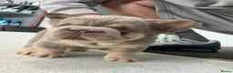French Bulldog dogs for sale: Exceptional Fluffy Frenchie Puppies available  - Advert 18