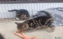 Mixed Breed cats for sale: Gorgeous Bengal x babies **READY NOW** - Image 33
