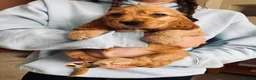 Cocker Spaniel dogs for sale: Top Quality Show cocker pups - Advert 17
