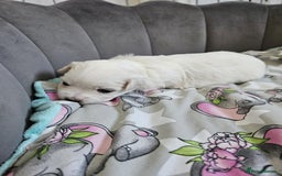 Maltese dogs for sale: 🐾 Adorable Maltese Puppies 🐾  - Image 11