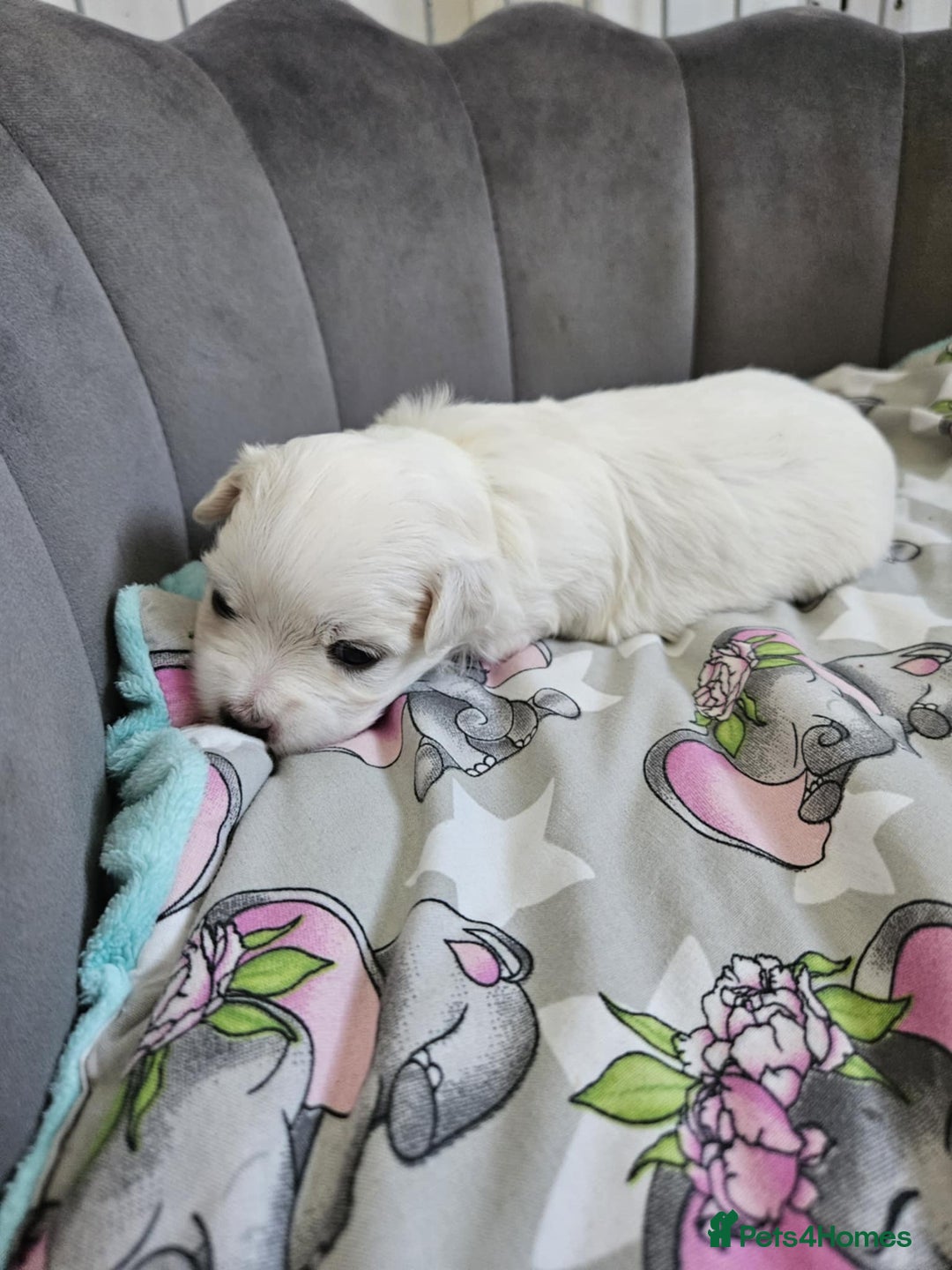 Maltese dogs for sale: 🐾 Adorable Maltese Puppies 🐾  - Image 11
