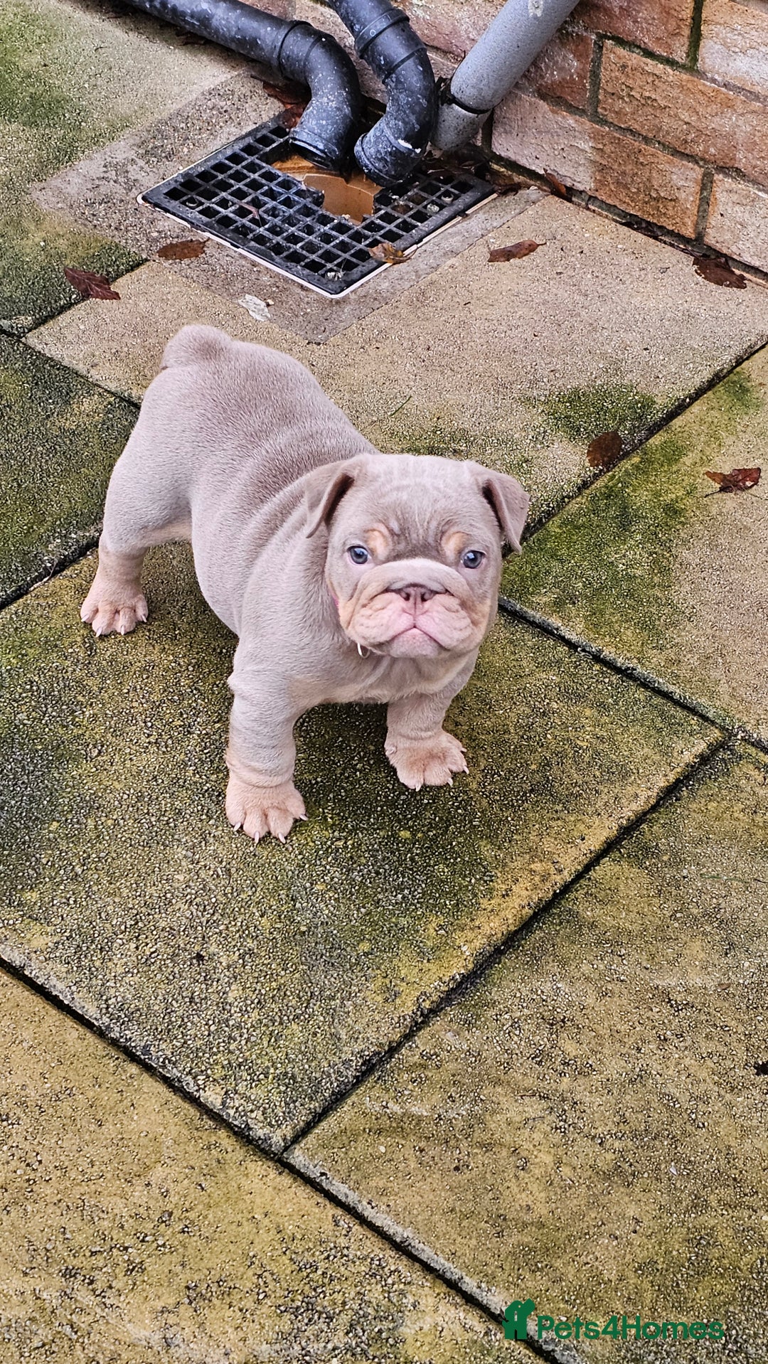 English Bulldog dogs for sale:  English Bulldogs - Advert 13