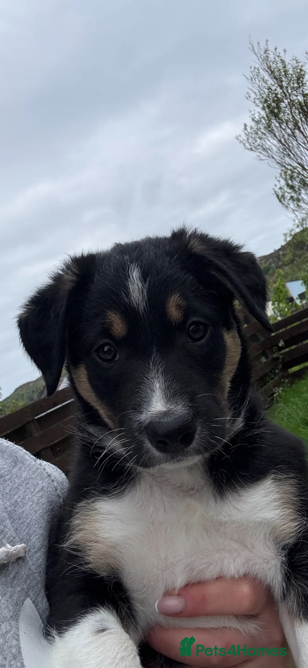 Border Collie dogs for sale: Tri-collie - Advert 4
