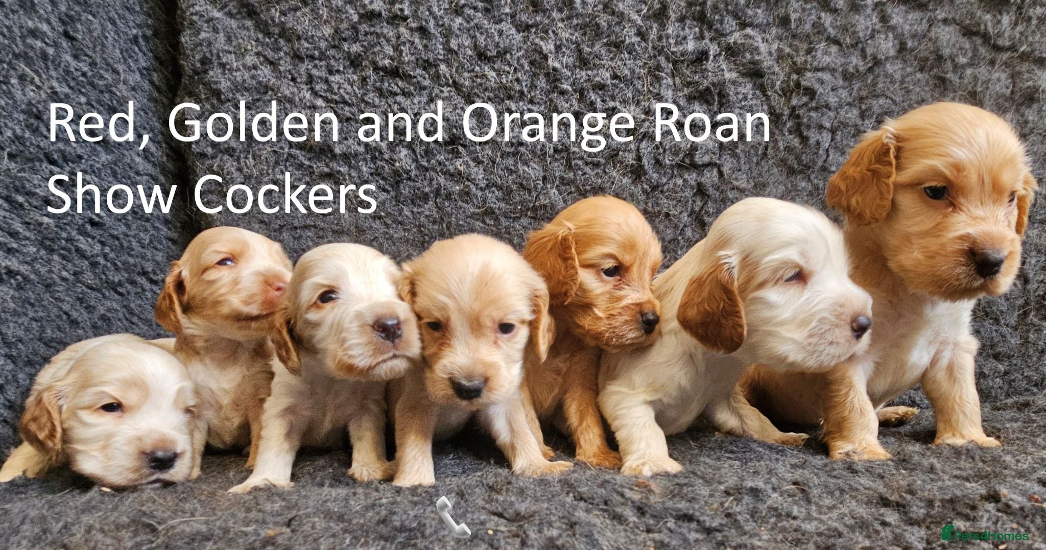 Cocker Spaniel dogs Stunning Show Cockers - Crufts Champion Pedigree - Advert 18