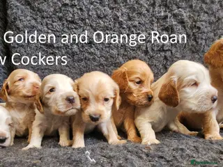 Cocker Spaniel dogs Stunning Show Cockers - Crufts Champion Pedigree - Advert 6