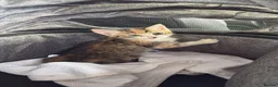 Mixed Breed cats for sale: Kitten needs new home - Advert 3