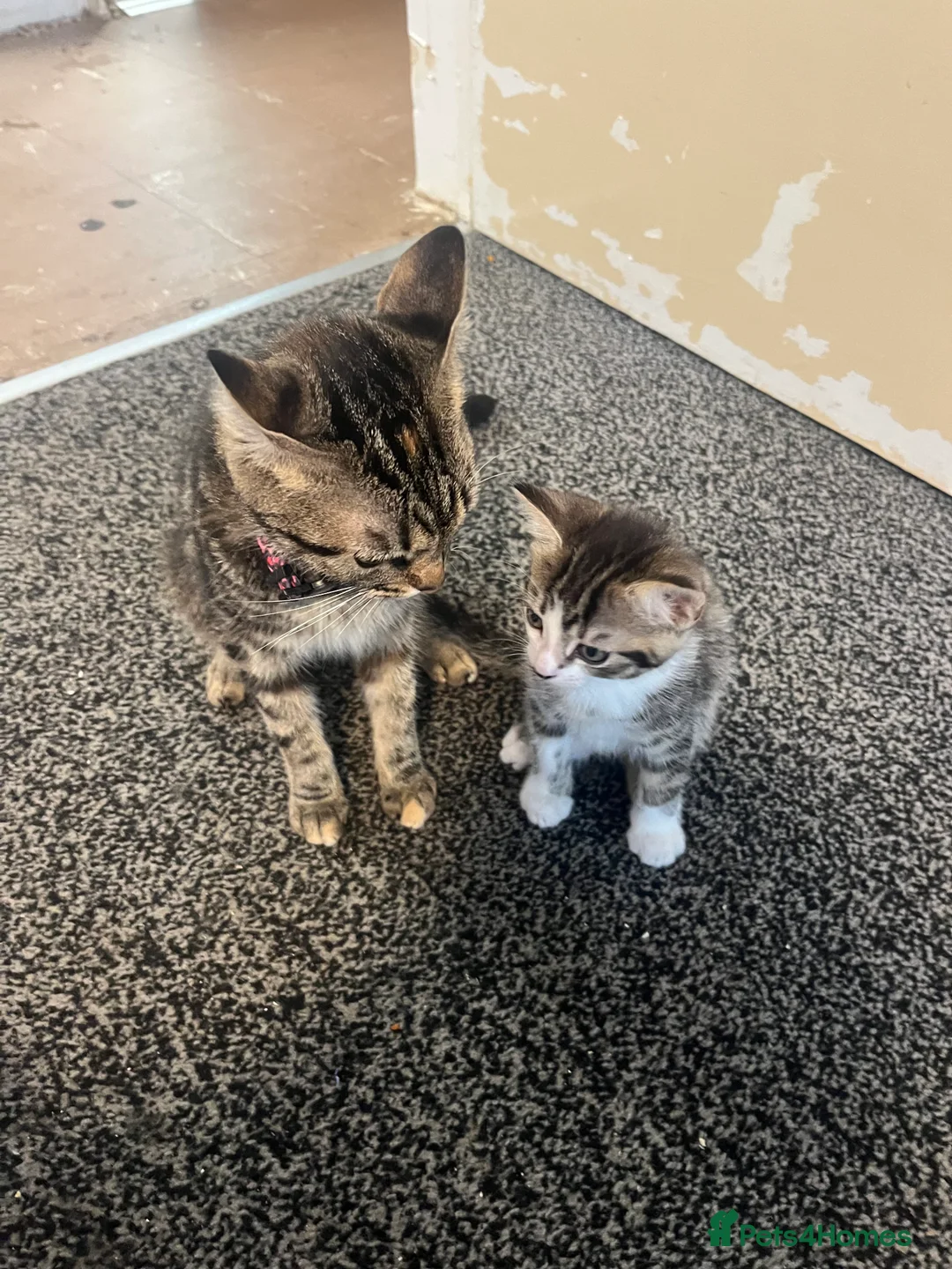 British Shorthair cats for sale: Male tabby/grey kitten for sale  - Advert 2
