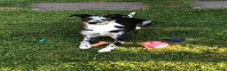 Lurcher dogs for sale: Male Lurcher Looking for a Loving Home - Advert 10