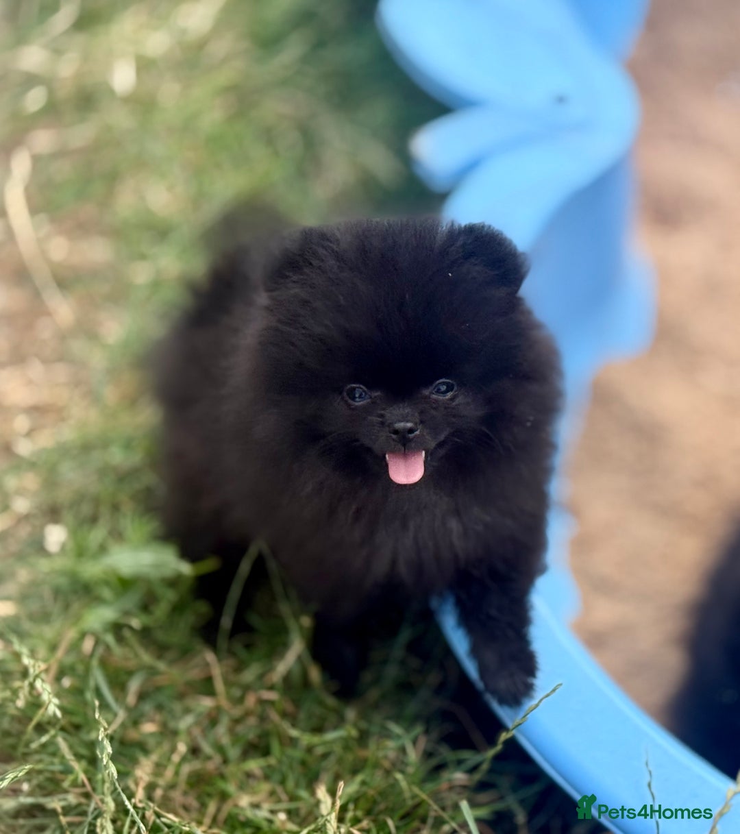 Pomeranian dogs for sale: TINY BLACK POMERANIAN PUPPIES ALERT - Image 9