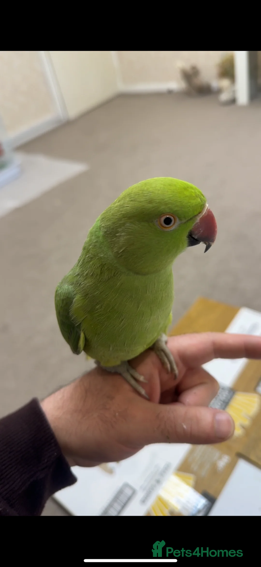 Ringnecks birds for sale: Indian Ringneck in Leeds - Advert 1